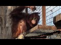 Орангутан Дана решила поиграть веточкой! Тайган Orangutan Dana decided to play with a twig! Taigan