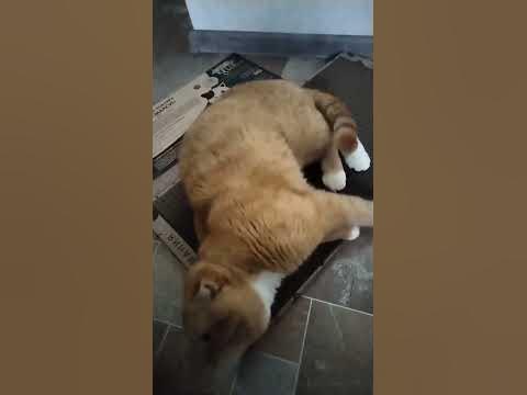 Когтеточка очень хорошая!👍😻 - YouTube