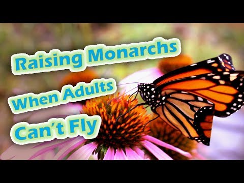 Raising Monarchs - When Adults Can&rsquo;t Fly (Help The Monarch Butterfly)
