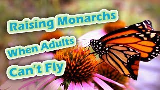 Raising Monarchs  When Adults Can't Fly (Help The Monarch Butterfly)