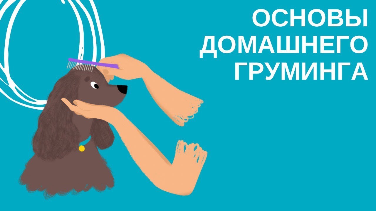 Груминг для ваших псё - YouTube