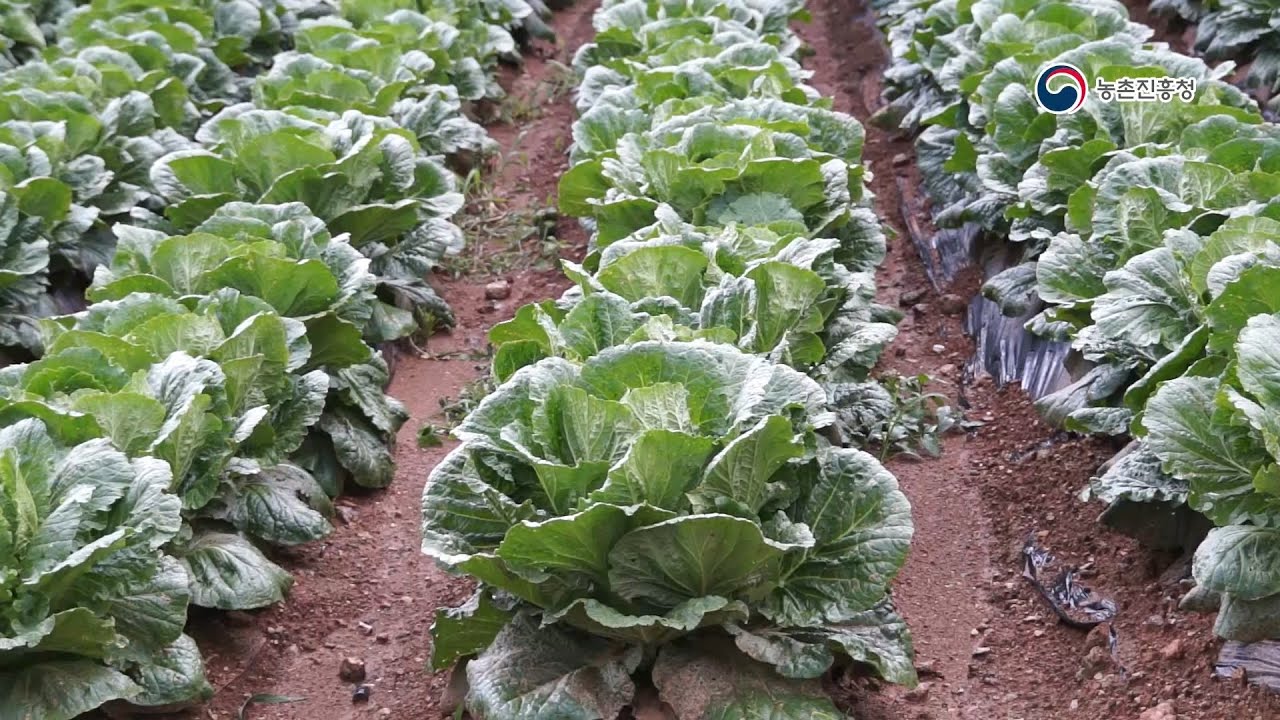 배추 재배기술