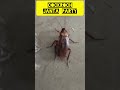 Cockroach Janta Party 🪳😂 | India Ki Sabse Funny Political Party? | Viral Comedy Video