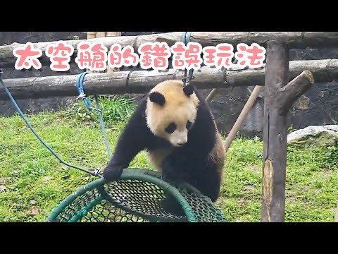 《熊貓早晚安》太空艙的錯誤玩法 | iPanda熊貓頻道