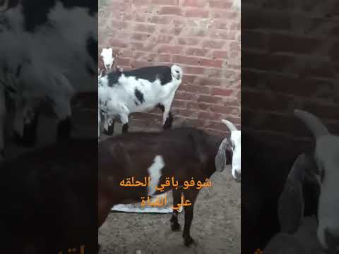 ازاي اعرف المعزه عشار ولا لا من الجدي نفسه السونار الرباني