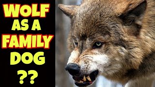 WOLF AS A FAMILY DOG | PETSINFOMANIA by PetsInfomania (PI) 238 views 10 months ago 3 minutes, 55 seconds