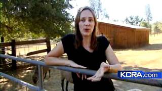 Sanctuary Gives Animals A Second Chance