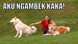 Disamping Setia, Ternyata Anjing Akita Ini Cemburuan! | SI OTAN