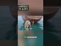 Nigerianos Cruzan Atlántico en Timón de Buque: ¡Increíble Travesía! #shorts