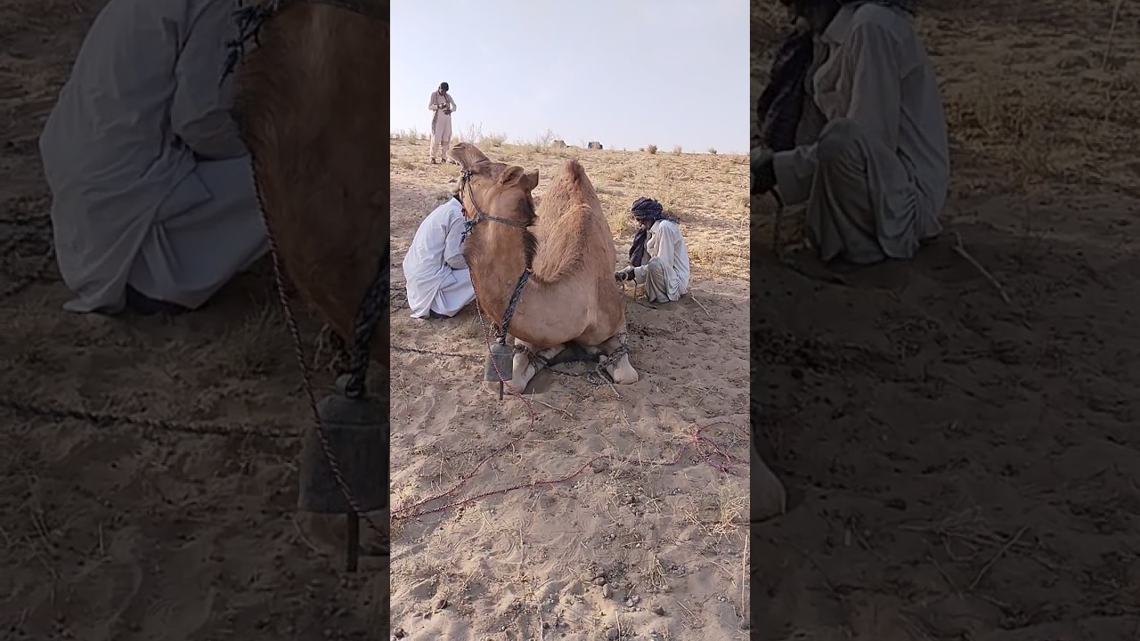 female camel attack Man 