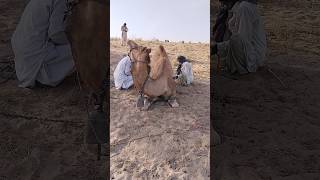 female camel attack Man #camel #animals #wildlife