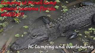 Camping at Mcneil Camp ground enjoying the florida wildlife...Wow wait till the end!!!!
