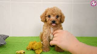 Minik Poodle yavrumuz herkesi kendisine hayran bırakıyor