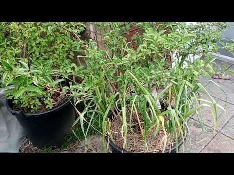 Growing goumi berry in England