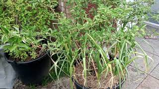 Growing goumi berry in England