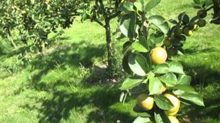 Apple orchard round up late August