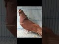 احمر غزار هنرخص الحمام 