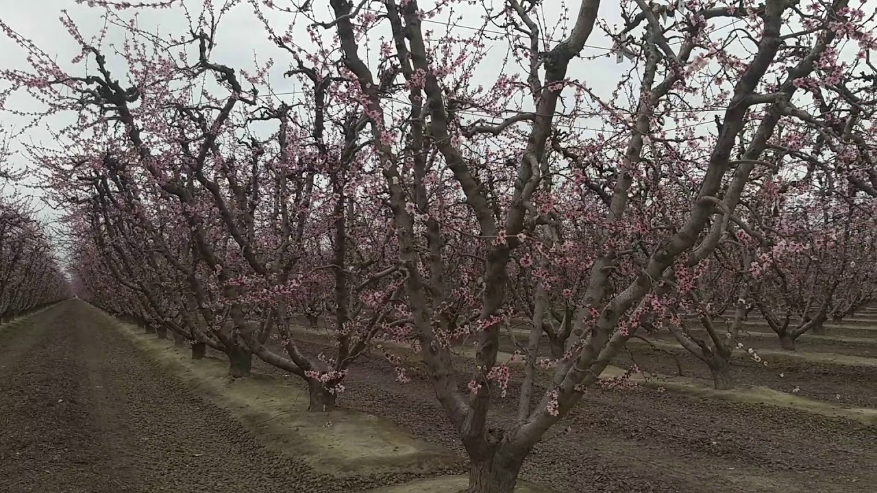 Blossoms at Central valley, Traver, California,2018 YouTube