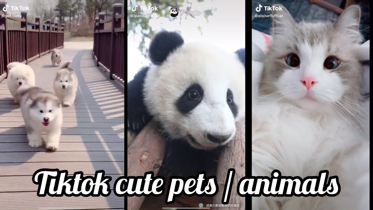Tiktok Cute Pets YouTube