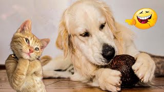 Dogs Will Break Your Heart 😹 Funny Dog S Of 2025