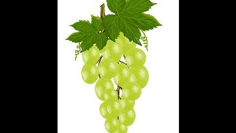 MS PAINT - REALISTIC GRAPES (SPEED PAINTING)