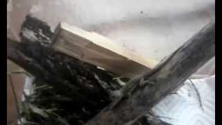 Baby lizard eating ants.