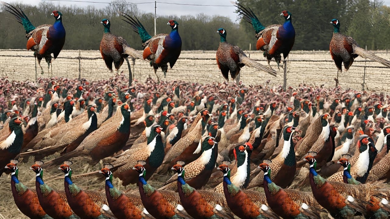 Pheasant Rearing Field Pheasant Farming Raising Millions with Precision - YouTube