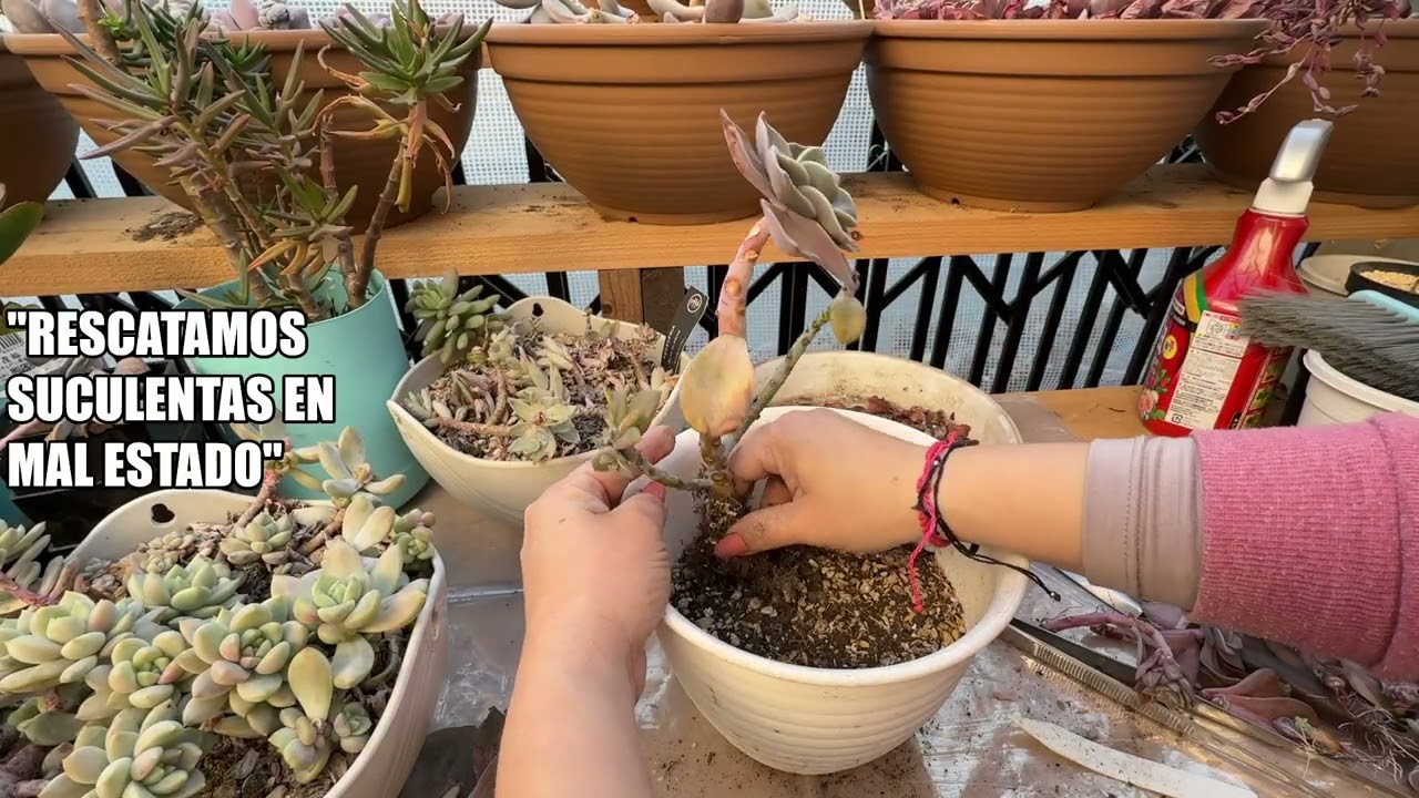 #328  RESCATAMOS SUCULENTAS EN MAL ESTADO