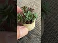 ステファニーズゴールド