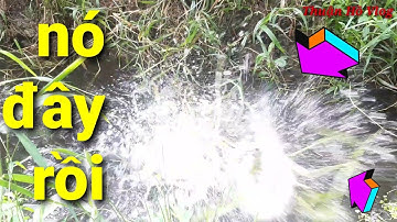 nhấp cá lóc bằng vịt con // gặp hai bầy ròng ròng hai mương kế bên lên cá quá phê