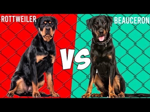 Video: Perbezaan Antara Beauceron Dan Rottweiler