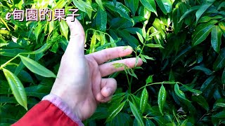 「玉荷包」荔枝616矮化修剪後，抽第二次新梢。2022年7月28日 