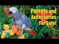 Arizona Bird Store | Parrots - Exotic Birds - Cages For Sale in Mesa AZ