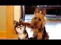 😂 Funny Guilty Dogs 🐶 Compilation