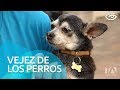 Vejez de los perros - Día a Día - Teleamazonas