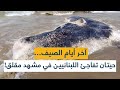 آخر أيام الصيف حيتان ت فاجئ اللبنانيين في مشهد مقلق آخر أيام الصيف حيتان ت فاجئ اللبنانيين في مشهد مقلق