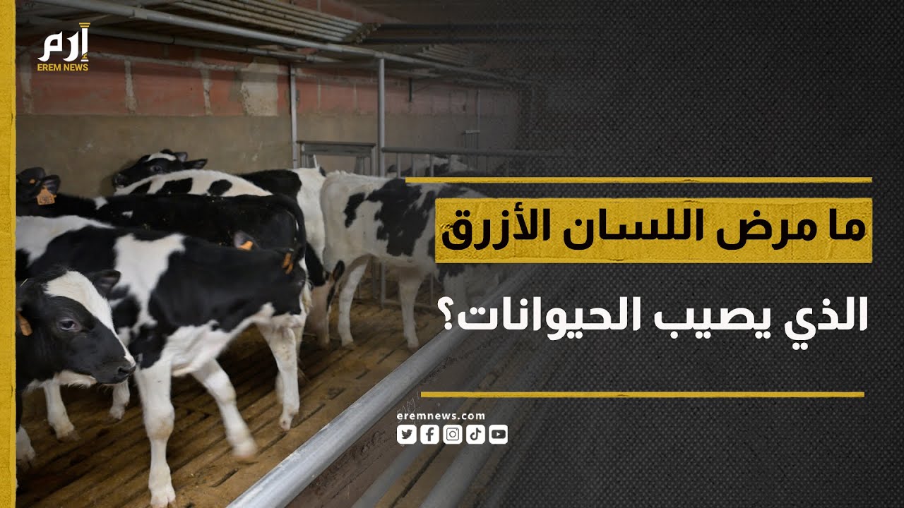 ما مرض اللسان الأزرق الذي يصيب الحيوانات؟