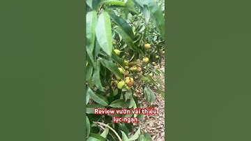 @thanhdonvlog review góc vườn nhỏ về vải thiều Lục Ngạn gửi đến quý khán giả