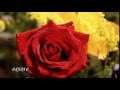 Розы для тебя...Игорь Кружалин – Летний дождь.