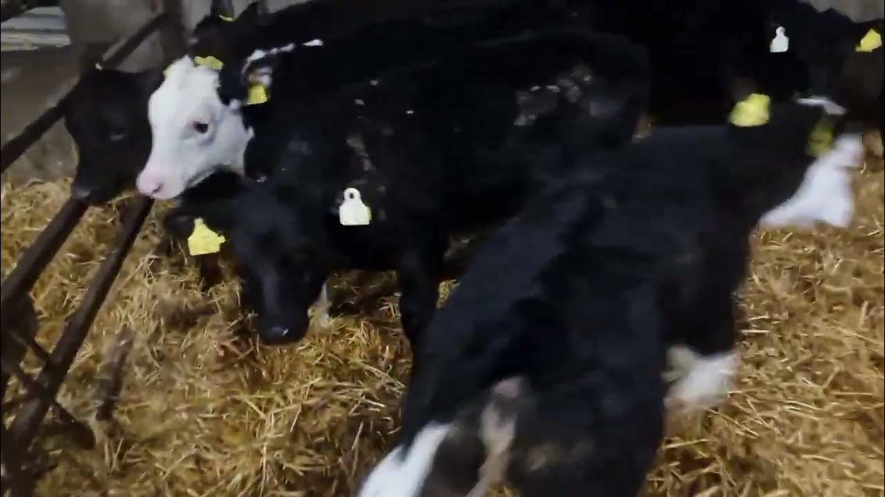 8 Quality Reared calves for sale YouTube