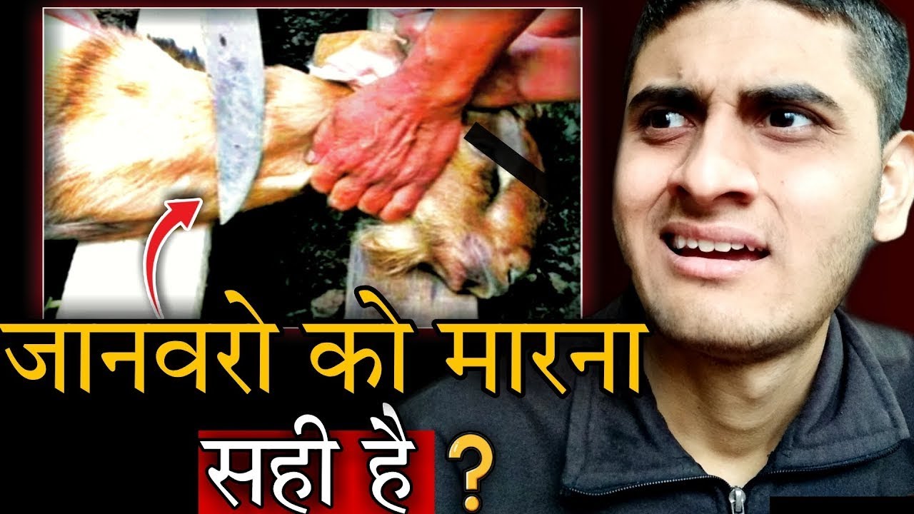 Killing Animals is Right ? Stop Killing Animals For Food Animals are friends not food 😓
