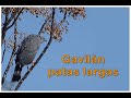 Gavilán Patas Largas (Geranospiza caerulescens)