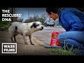 Fastest Rescue & Reunion of Lost Hungry Dog Ever Because of Microchip - Hope For Dogs