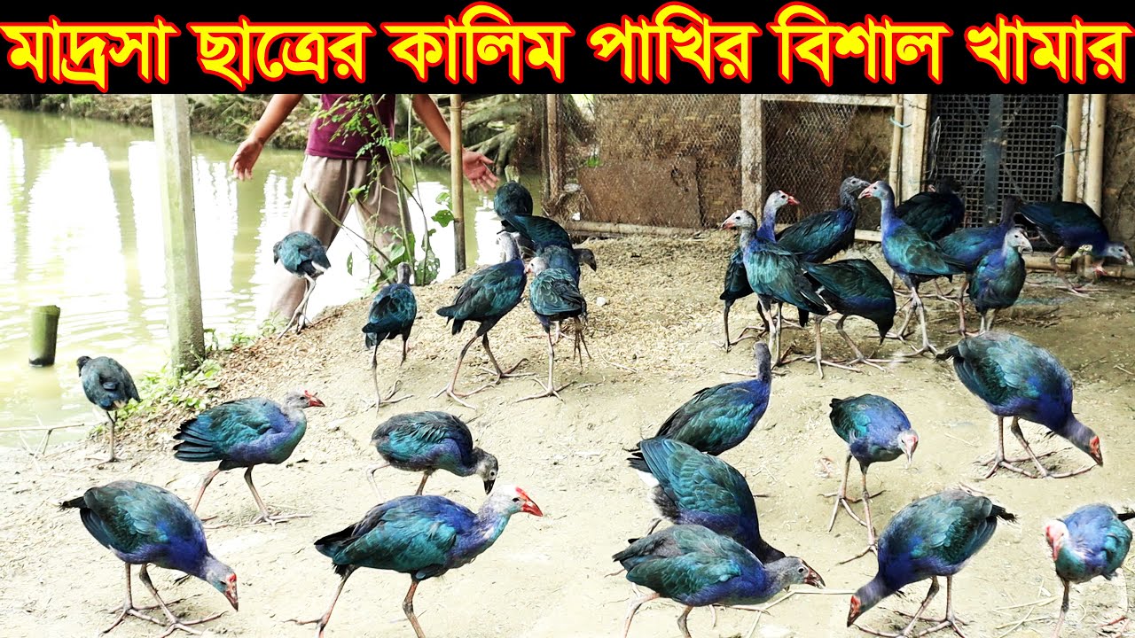 ময়মনসিংহে কালিম পাখির বিশাল খামার । মাদ্রসা ছাত্র কালিম পাখি পালন করে সফল  kalim paki palon