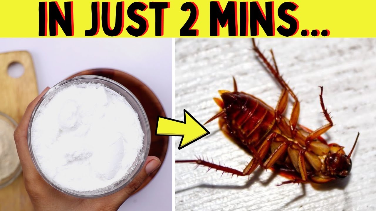 Instant Way To Get Rid Of American Cockroach In Your Kitchen Home Or Apartment