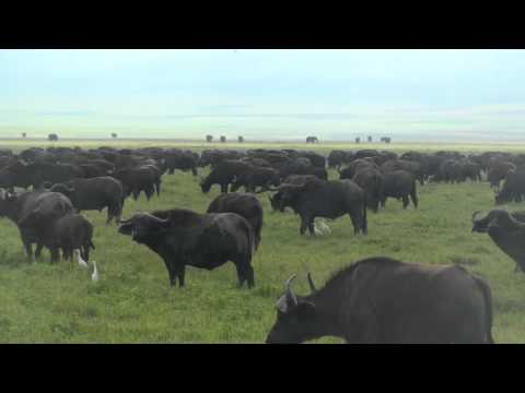 Video: Ngorongoro Krātera Mākoņi, Tanzānija [atklātne] - Matador Network