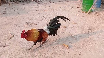 3 (12)muag lawm nawb npaj xas lawm o2023