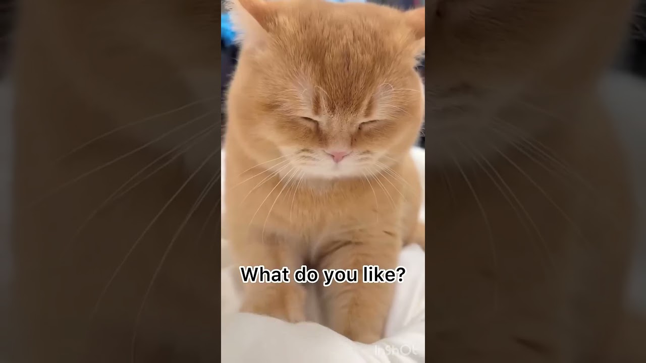 Cat shorts   AI SCREAM! 