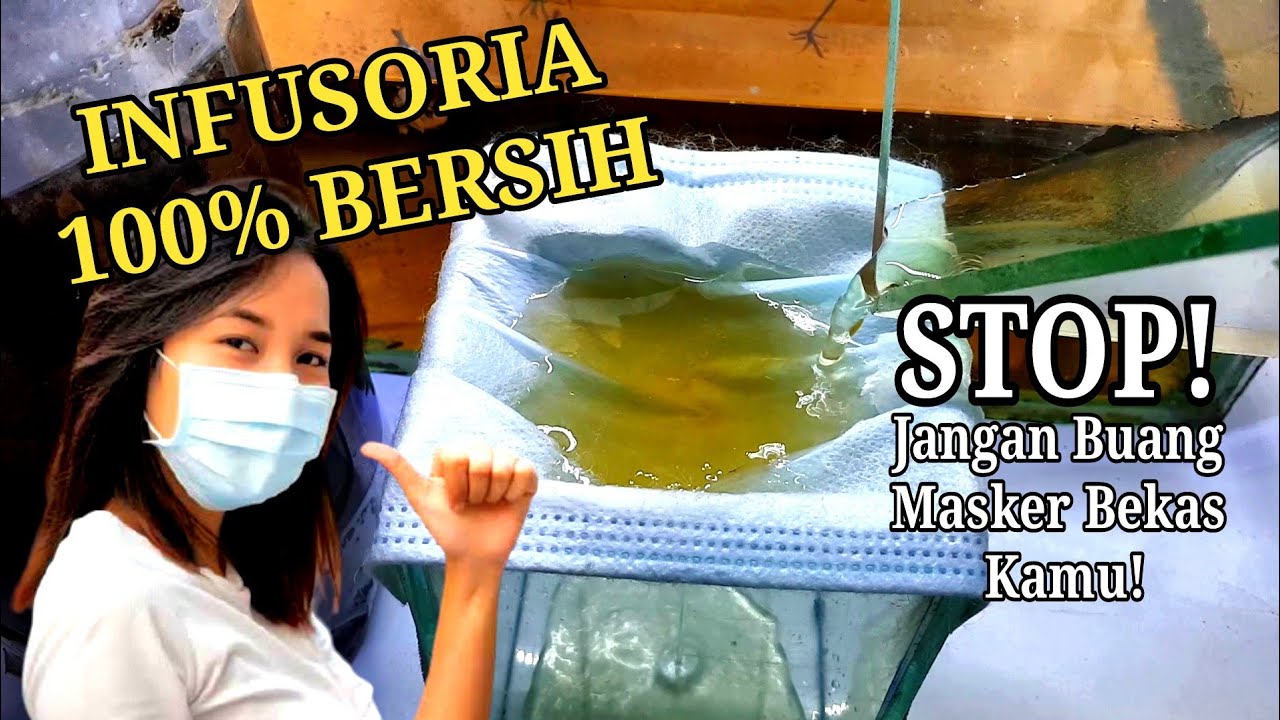 Cara Panen Infusoria Paling Bersih (100% tanpa air kultur)