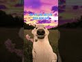#dog